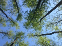 2016-05-11 09h57m10 - Hoge bomen tot aan de hemel - Rob Eveleens
